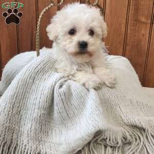 Joy, Havanese Puppy